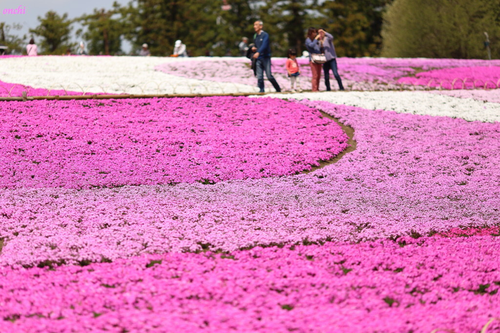 約40万株もの芝桜が作り出す、ピンク色の圧巻の景色！1555696