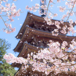 京都の桜が楽しめる！観光もできるお花見コース3選