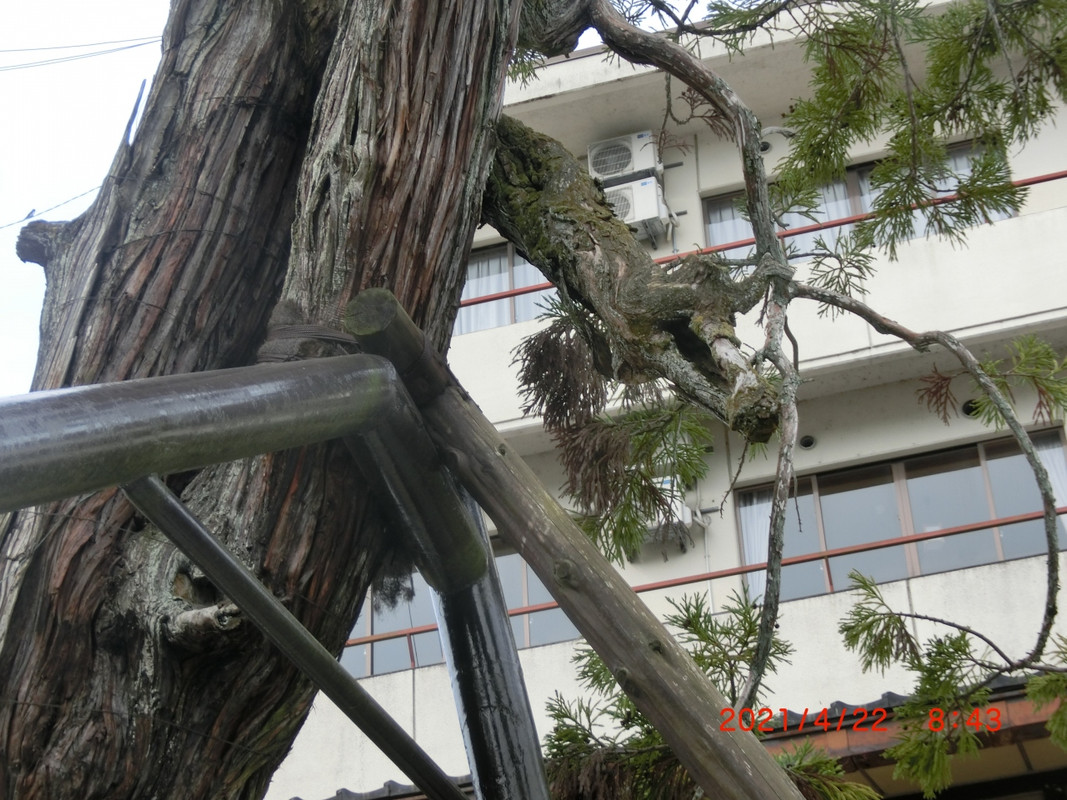 玄関にある龍の形の松の木