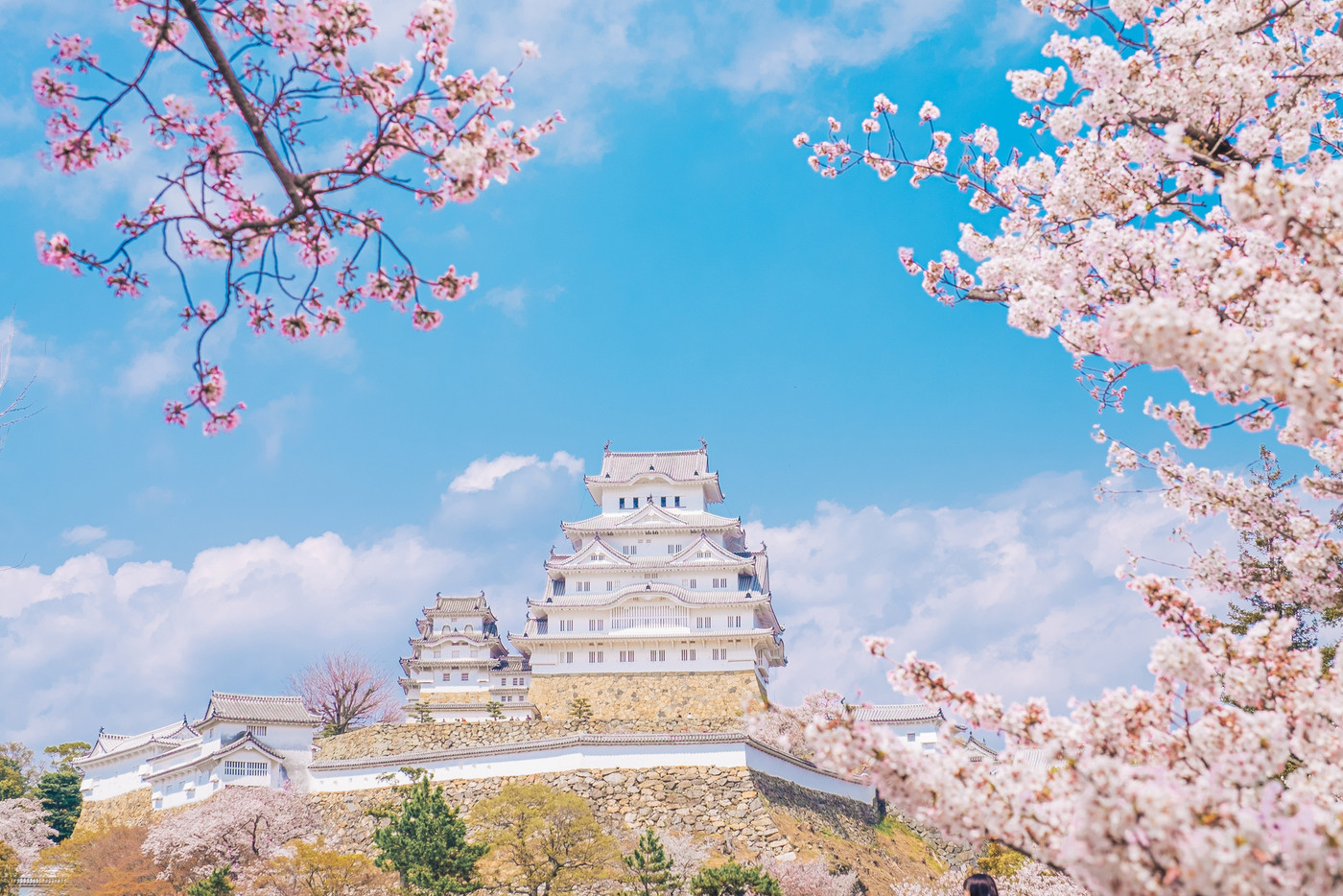 姫路城と桜　