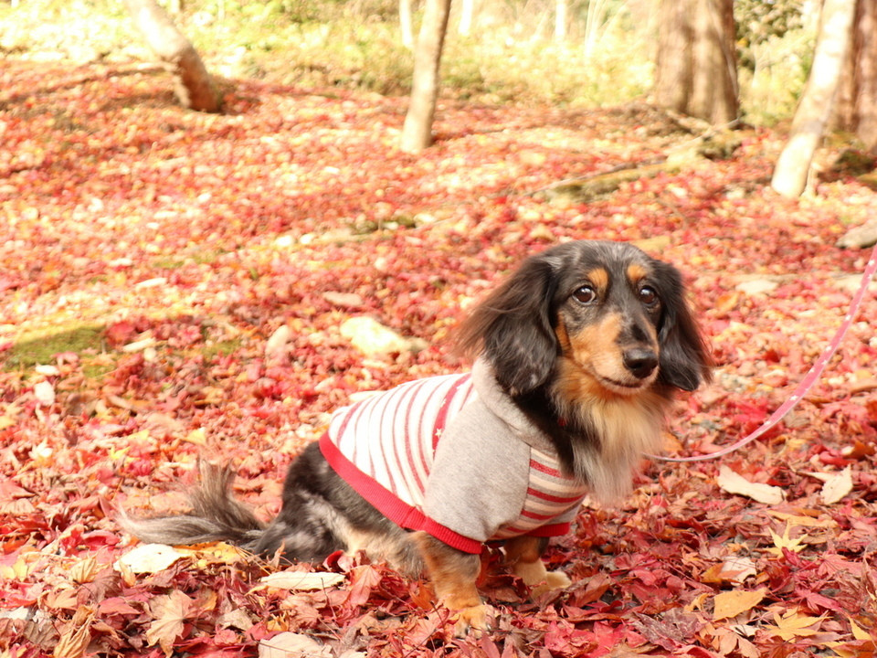 「上州苑」 その他 142025071 弥彦公園もみじ谷