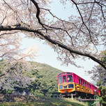 春は京都・嵐山の桜と春スイーツを楽しもう