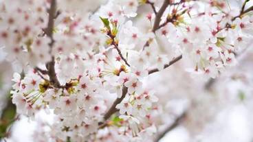 マウンテン ビュー / 23