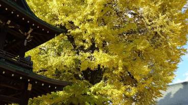 シティ ビュー / 25