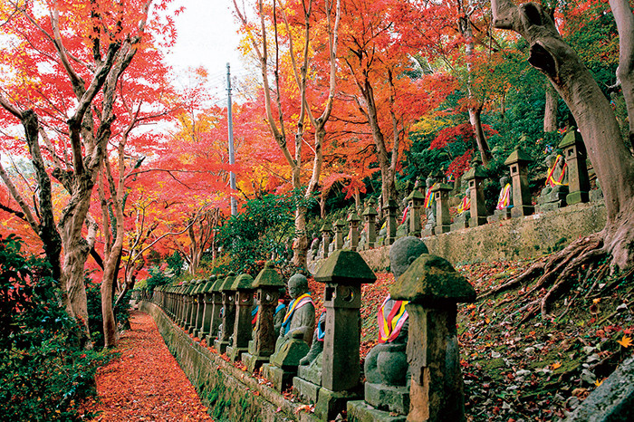 紅葉が作り出す赤の絨毯が美しい「長慶寺 五百羅漢」4762358