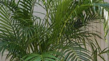 ガーデン ビュー / 10