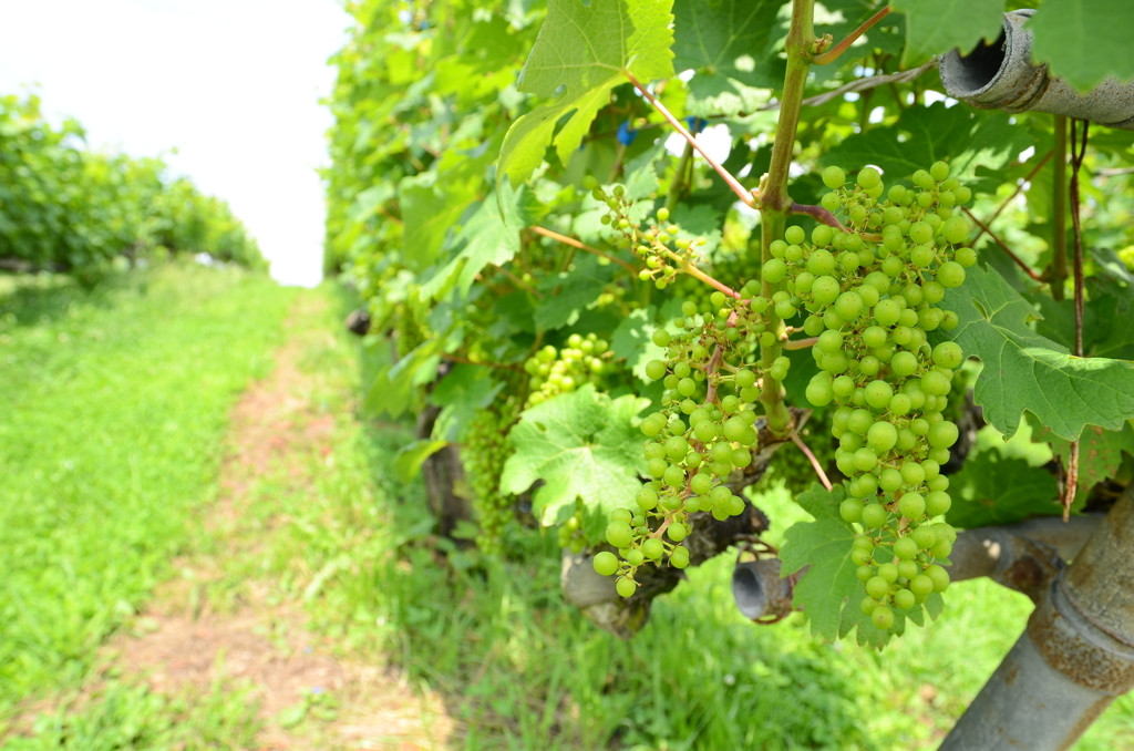 ワインツーリズムって知ってる?818241