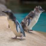 メジャーにも負けない！好奇心を満たすワクワクの特化型の水族館7選/全国