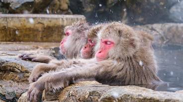 地獄谷野猿公苑 / 2