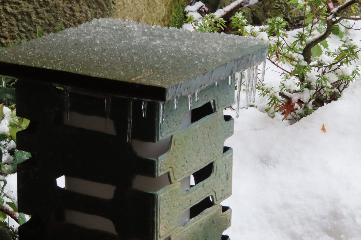 敷地内の自然⑤