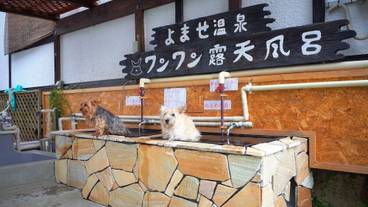 ペット同伴可 / 31