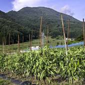 旅館 わらび野（長野県 旅館） / 5