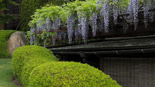 スイート ガーデンビュー 聖山 (禁煙)