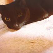 宇佐美温泉 温泉民宿 海風荘（静岡県 民宿） / 3