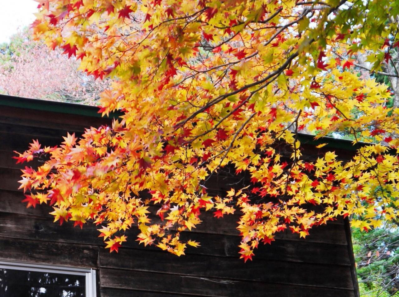 みちのく　蔦温泉 秋模様