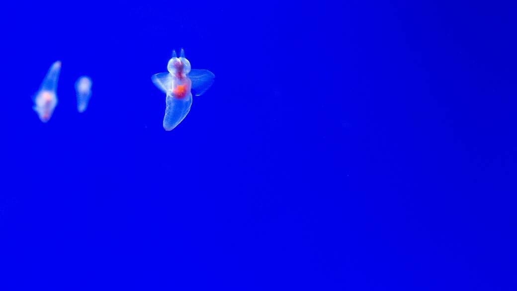 オホーツク流氷館のクリオネ / 5