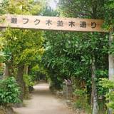 備瀬のフクギ並木（ビセノフクギナミキ）
