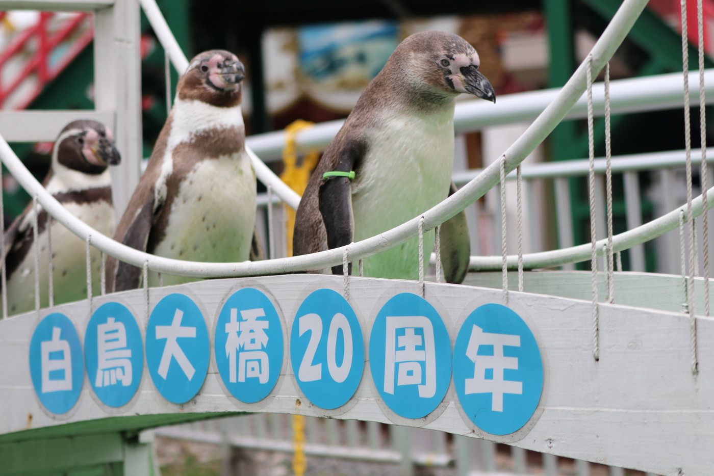 室蘭水族館のペンギンお散歩