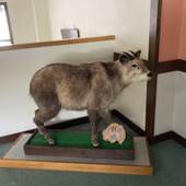 国民宿舎 もちづき荘(長野県 旅館) / 3