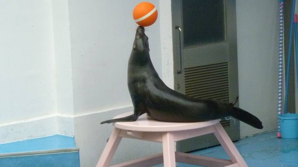 竹島水族館 ・アシカショー / 1