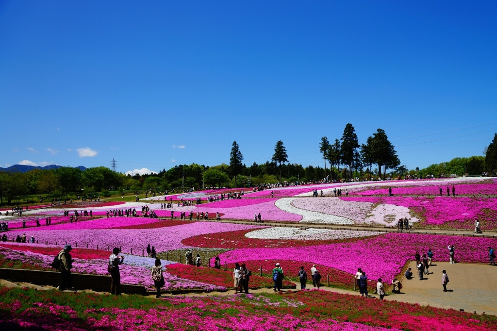 約40万株もの芝桜が作り出す、ピンク色の圧巻の景色！1555697