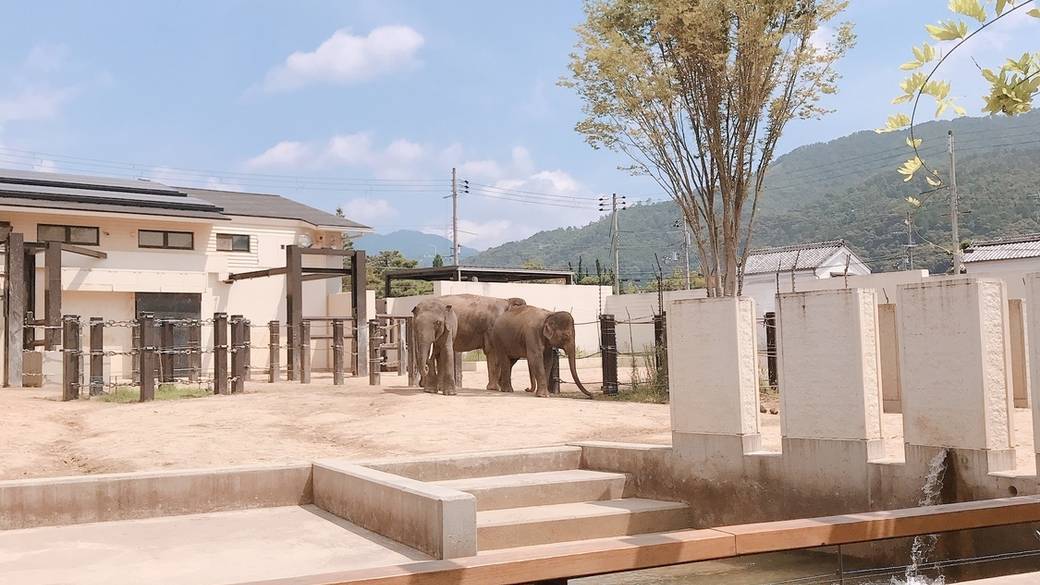京都周辺を観光
京都市動物園と清水寺 / 3