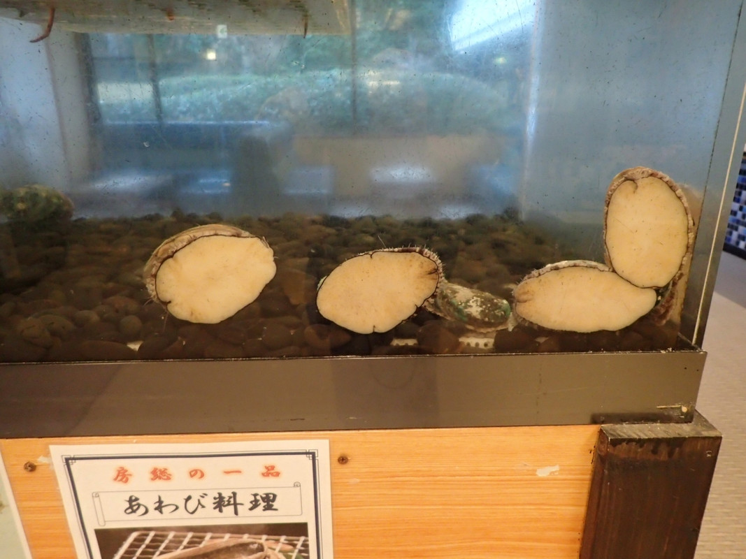 フロント横の水槽に鮑が・・・