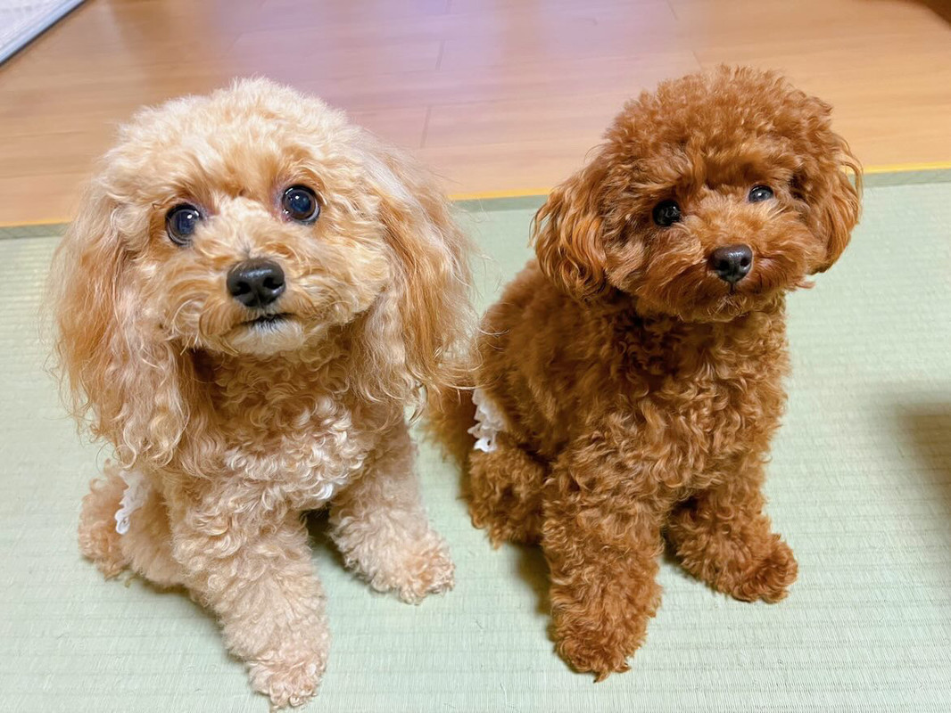 kitty_chan.poodleさんの写真 / 2