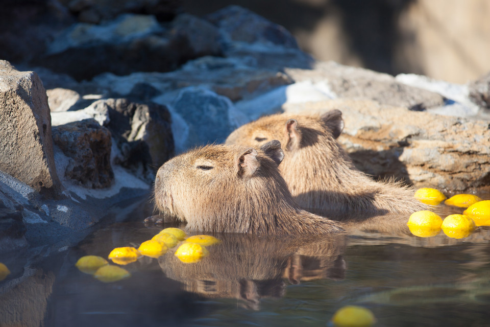 伊豆シャボテン動物公園