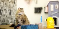【横浜】かわいいにゃんこに癒される♡おすすめの「猫カフェ」6選