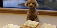 ペットと一緒に思い出づくり♪琵琶湖でおすすめホテル＆コテージ6選