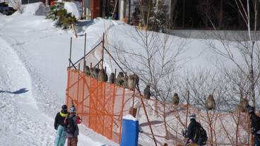 スノー スポーツとスキー / 1