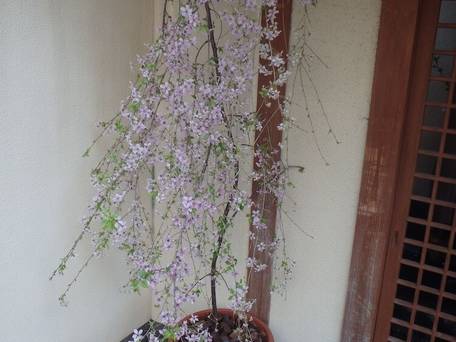 禿庵（かむろあん） / 3