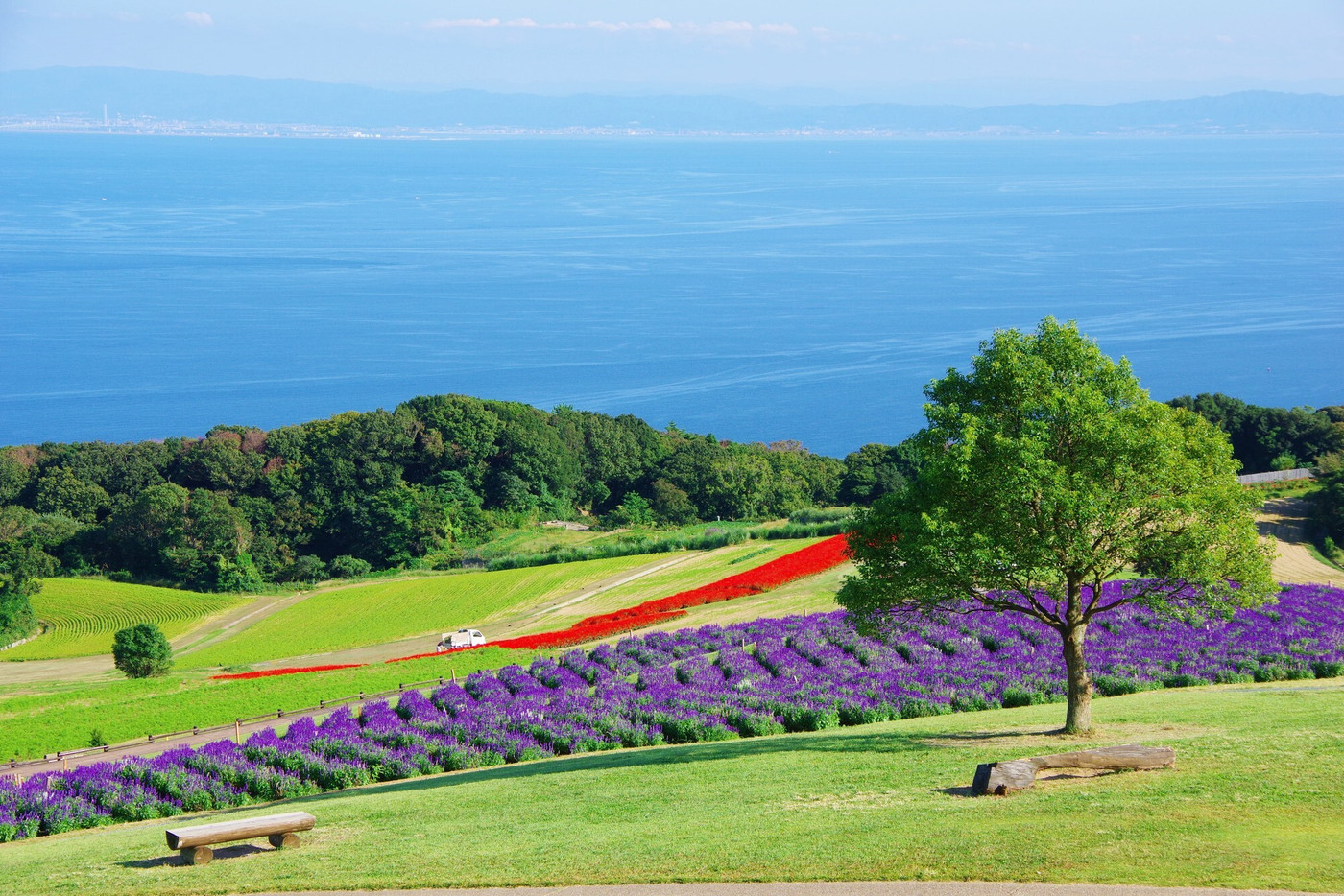 兵庫県淡路島　あわじ花さじき（対岸に大阪南部を望む）
