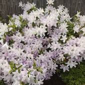 赤湯温泉 森の湯（山形県 旅館） / 3