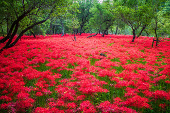 Autumn in Hidaka, Saitama: Kinchakuda, a place where 5 million spider lilies grow