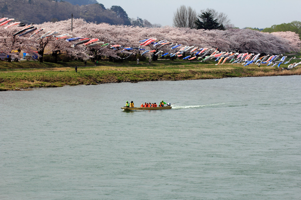 川の上から桜鑑賞はいかが？”渡し舟＆遊覧船”1558077