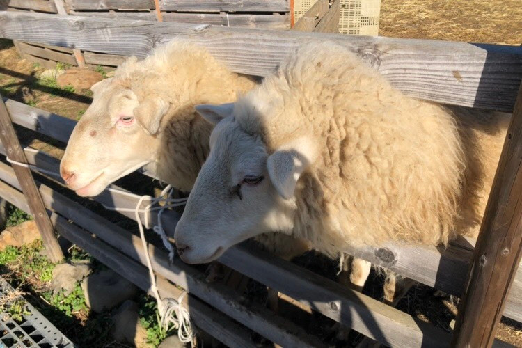 ▼周辺の絶景スポット「まるき葡萄酒」4279255