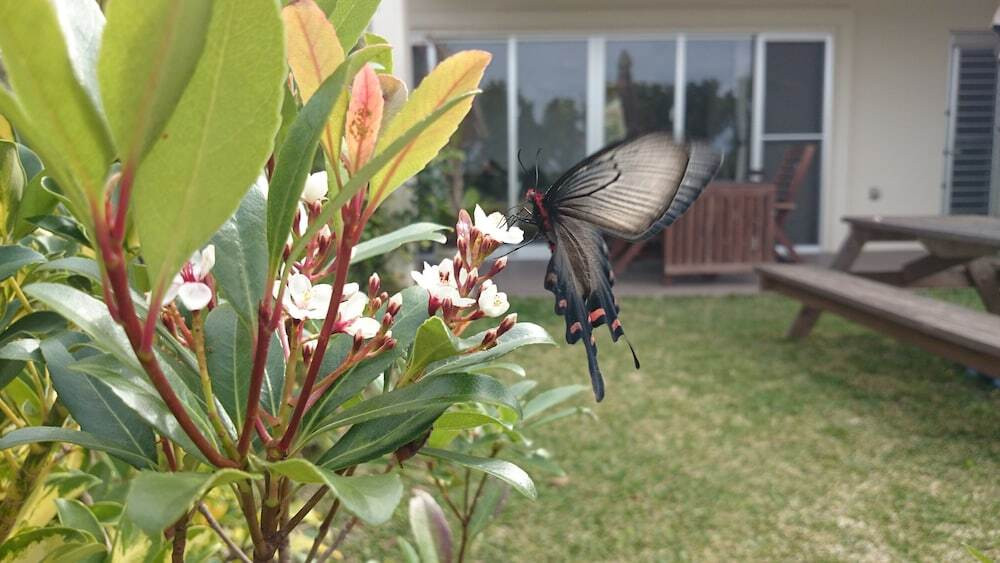 テラス / パティオ