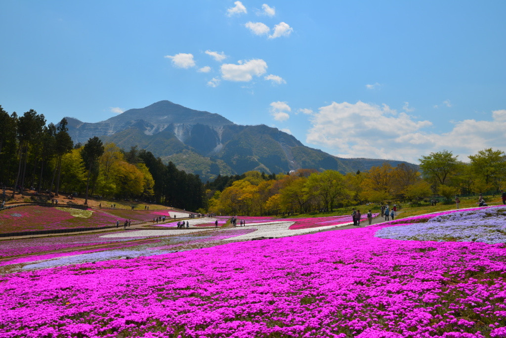 季節の花が咲き誇る「羊山公園」2224453