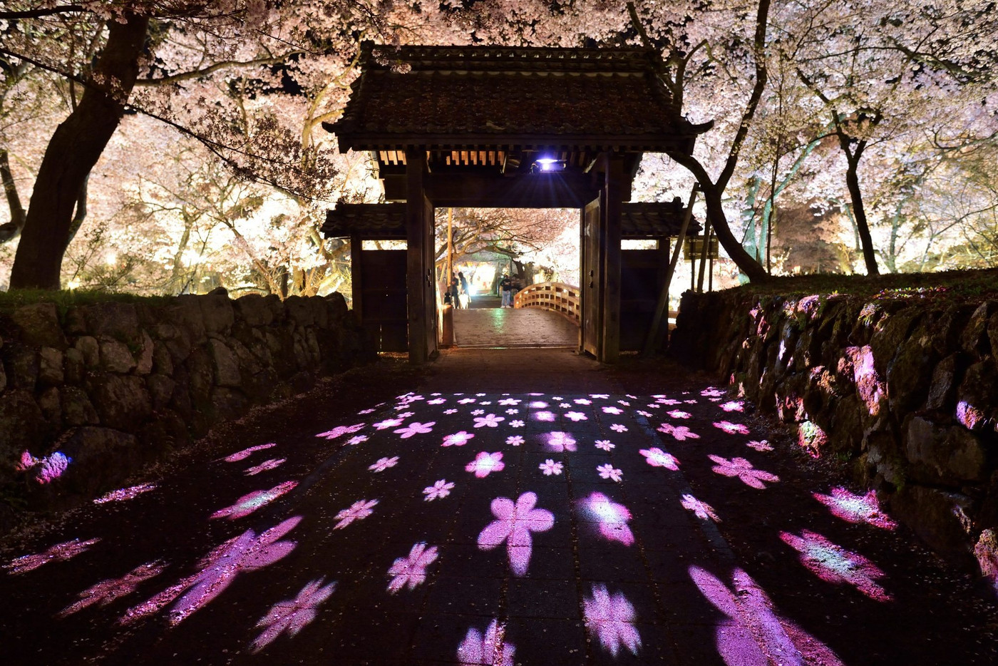 高遠の夜桜