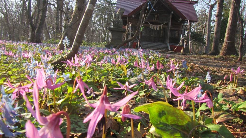 浦臼神社 / 1
