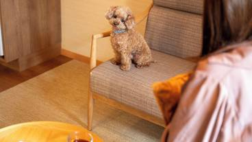 ペット同伴可 / 3