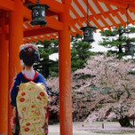 京都の美しい春を堪能。桜の名所「平安神宮」でお花見♪