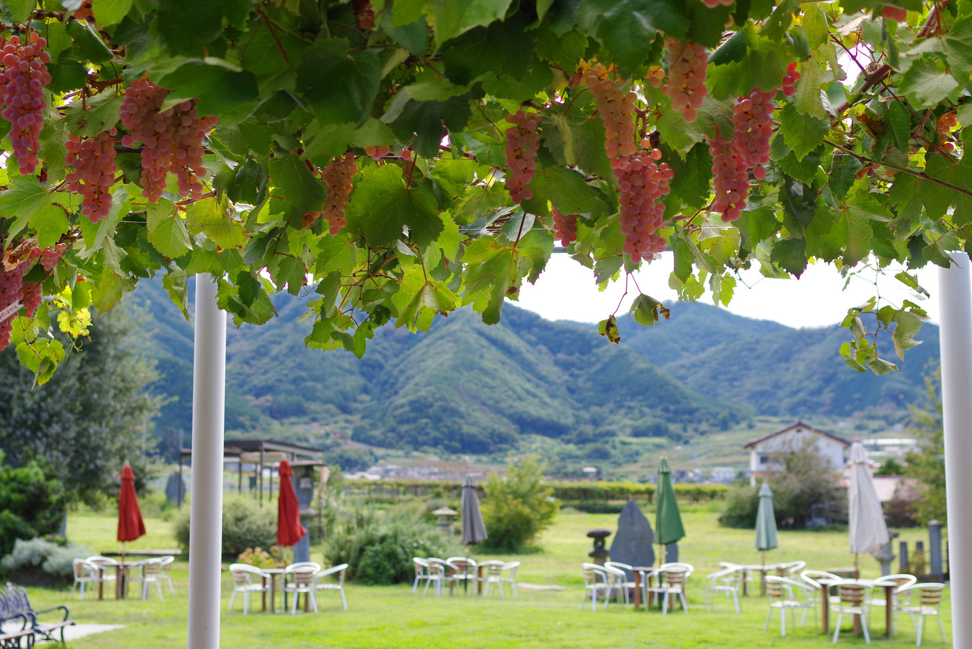 ブドウとテラス席