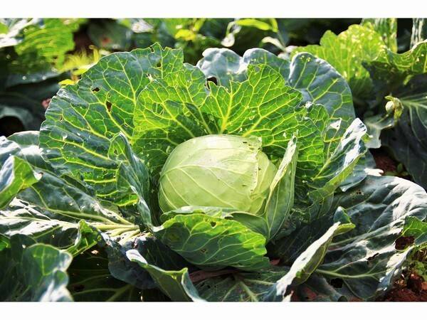 自家菜園の無農薬野菜も使用 / 4