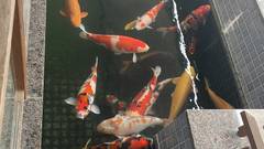 よもぎひら温泉 和泉屋