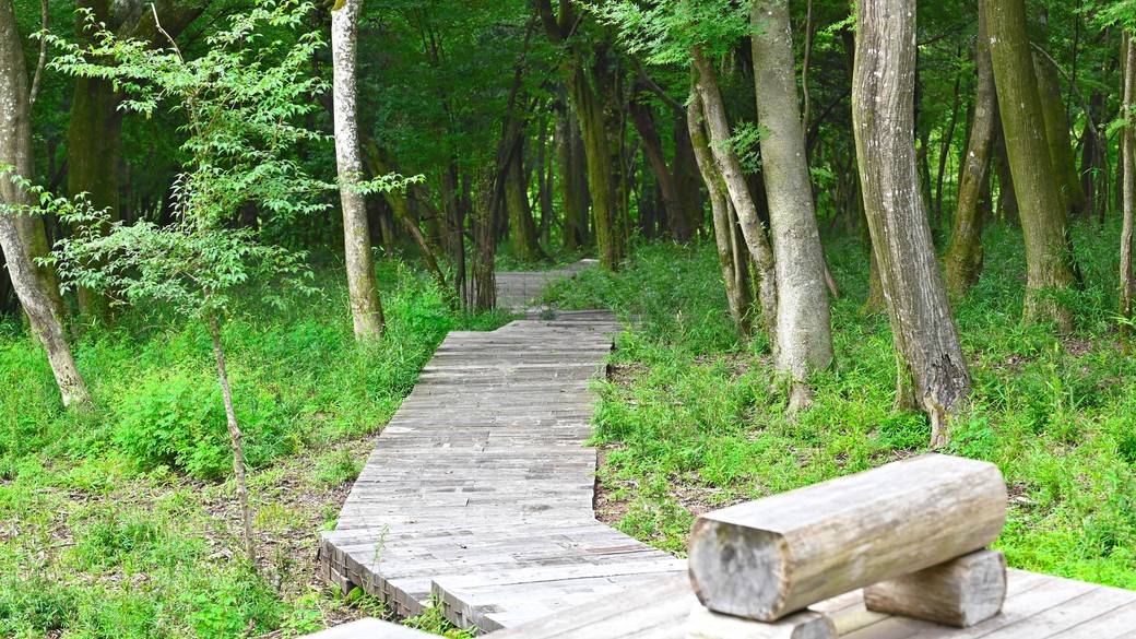 ポーラ美術館 森の遊歩道 / 3