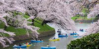 本当に東京？幻想的な桜並木がある千代田区「千鳥ケ淵」