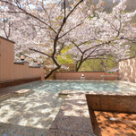 今年のお花見は、旅館で♪お部屋や露天風呂で桜を楽しめる「お花見宿」9選